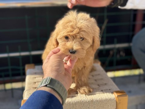 Show kalite poodle ayarında maltipoo yavrularımız