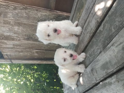 Maltese terrier yavrular