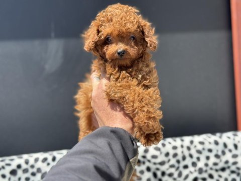Redbrown toy poodle yavrularımızı görüp ala bilirsiniz
