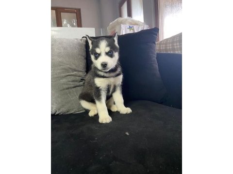 A kalite mavi gözlü safkan sibirya kurdu husky
