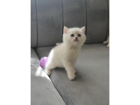 Kediler için wp iletişime geçin