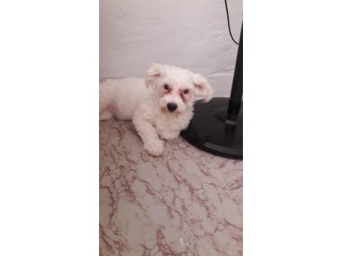 25 ocak doğumlu dişi terrier