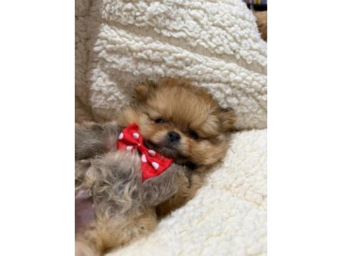 İyisi değil en iyisi 1 dişi ve 2 erkek teddy bear pomeranian