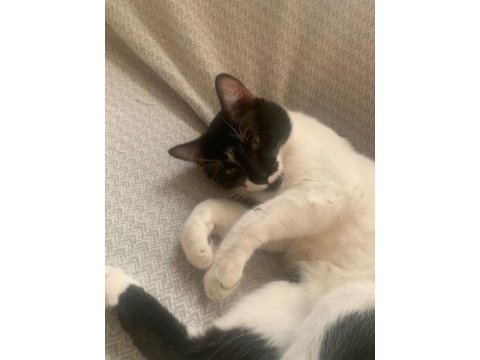 Miniş kedimiz için yuva arıyoruz!