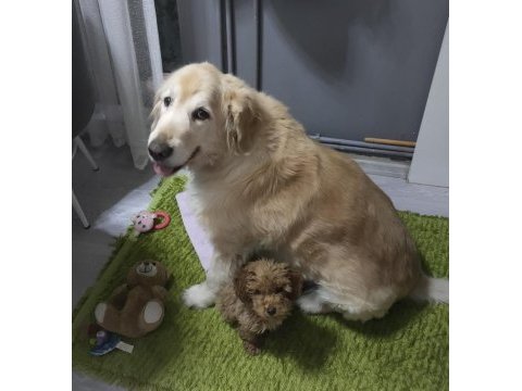 4 aylık dişi toy poodle satılık