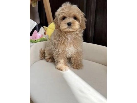 Maltipoo safkan