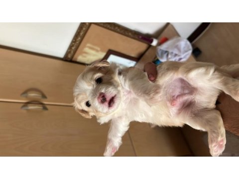 1 aylık maltipoo yavrular