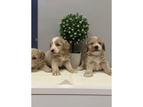 Maltipoo yavrularmız