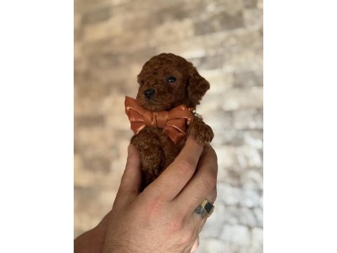 Minik kalan toy poodle red brown renk