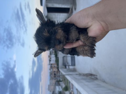 Teacup yorkshire 0 numara