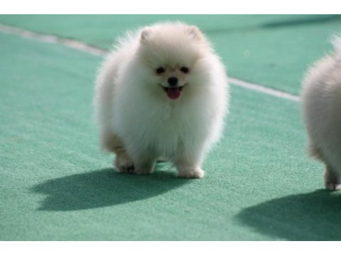 Pomeranian boo yavrular anne baba şecereli