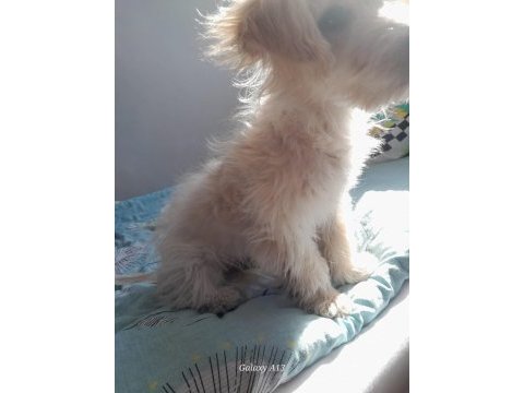 4 aylık yavru köpeğimiz