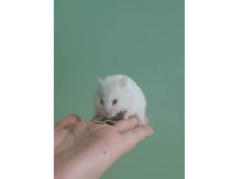 Albino dişi gonzales hamster