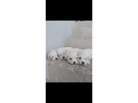 Maltese terrıer yavruları
