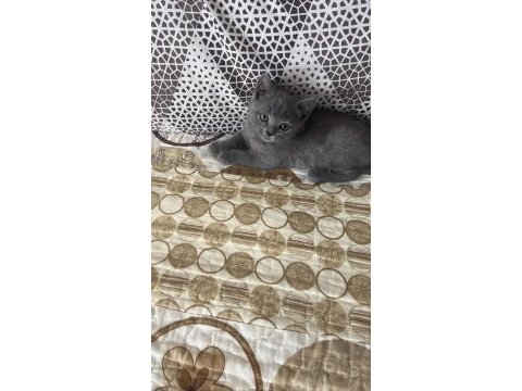 Nadir olan russian blue son yavru