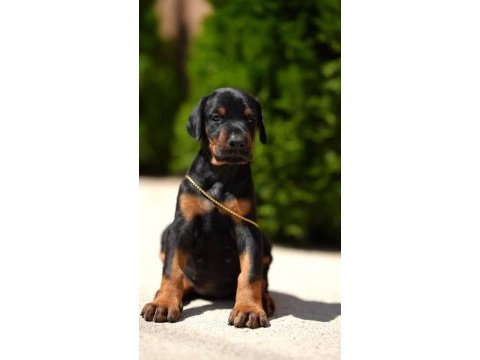 Silah niyetine doberman hasım infazcısı