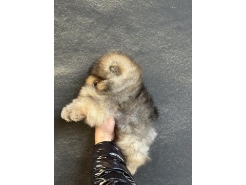 Teacup üst kalite pomeranian boo