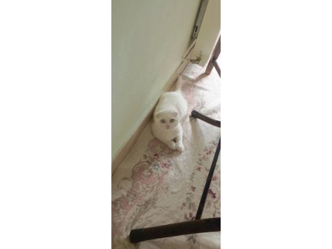 Sevecen scottish fold yavrumuz