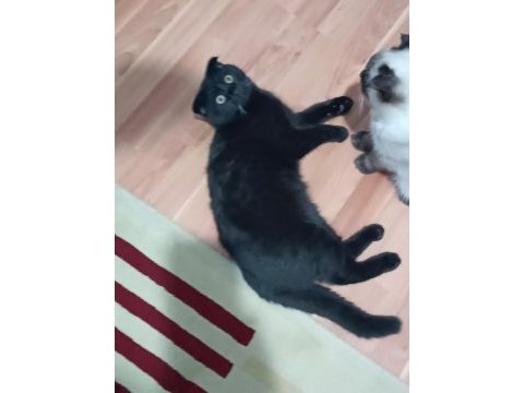 4 aylık erkek scottish fold ücretsiz sahiplendirilecektir
