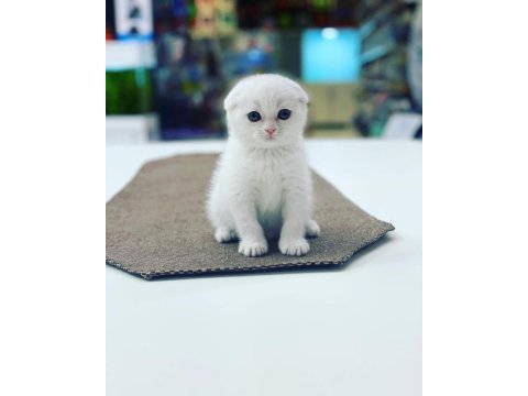 Scottish fold yaruları ankara