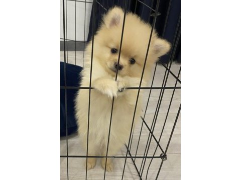 2 aylık erkek pomeranian boby