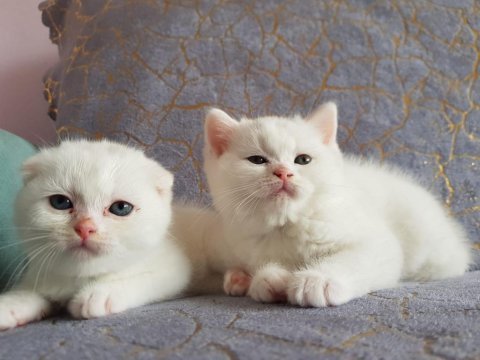 British ve shorthair yavrularımız teslime hazır
