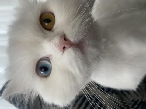 Chinchilla 11 aylık kedimiz