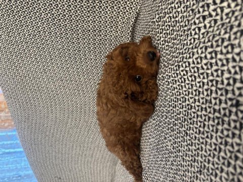 Sevimli poodle