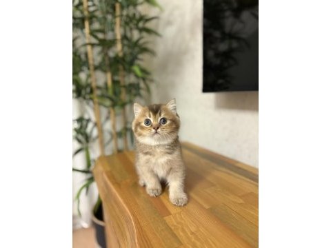 Brıtısh shorthair golden yavrularım 