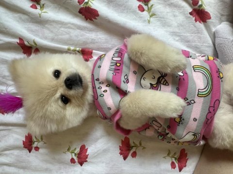 Pomeranian boo köpeği