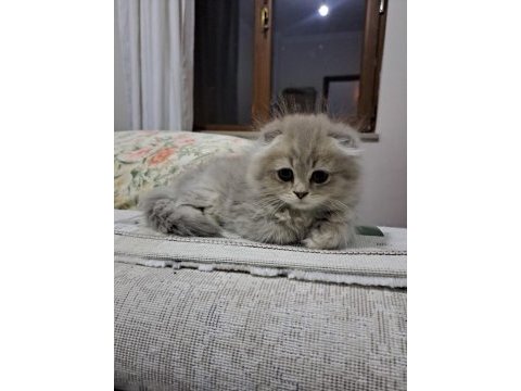Son scottish fold yavrularımız teslime hazır