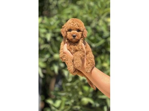 Ayıcık poodle yavrular