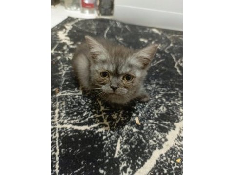 British shorthair 3 aylık