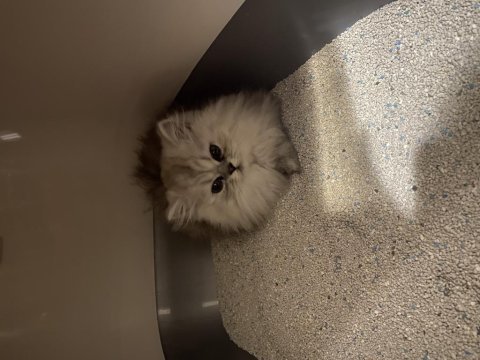 British longhair yavruma acil yuva aranıyor