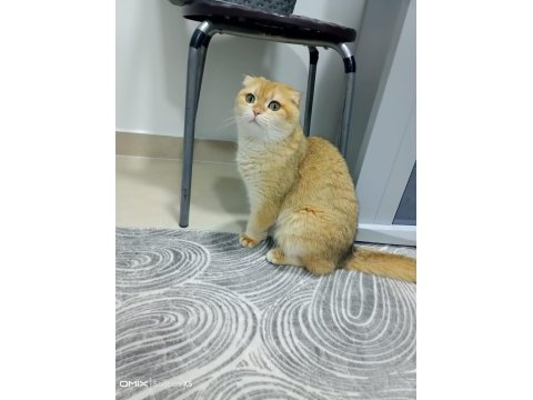 Golden scottish fold kızımız yeni yuvasını arıyor