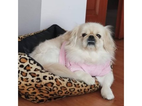 Pekinez cins köpekler acil yuva aranıyor