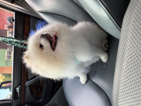 2 yaşında erkek teddy pomeranian