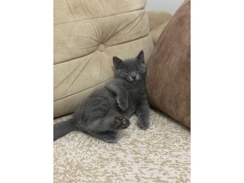Sevimli yavru kedi safkan british shorthair