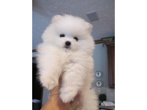Pomeranian bebeklerimiz kg garantili
