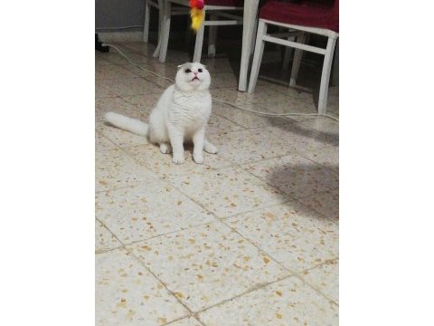 Scottish fold kedimizi çiftleştirme ilanı