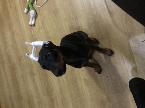 4 aylık dişi doberman
