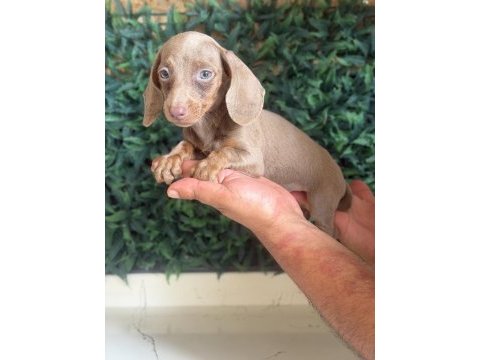İsabella mini dachshund tr de tek