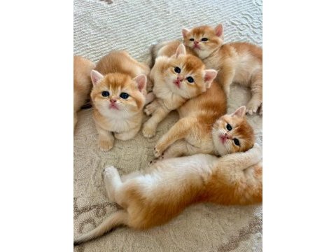 Birbirinden güzel golden british shorthair yavrularım