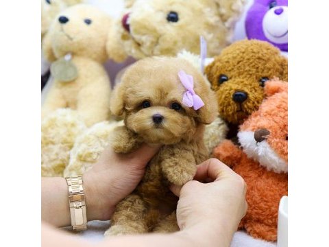 Gulen bebek yuz maltipoo bebeklerim