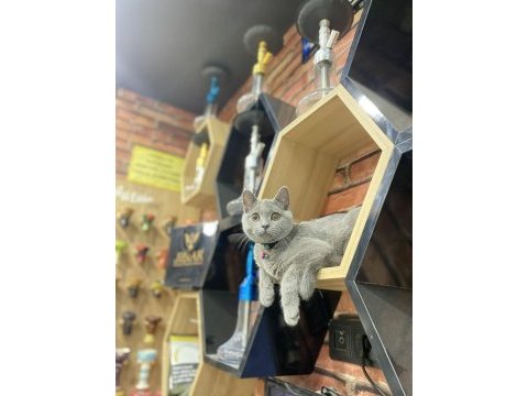 British shorthair çok karakterli uysal