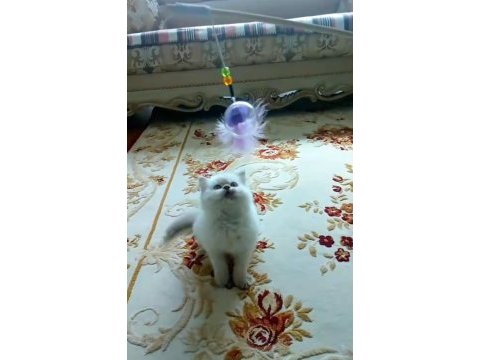 70 günlük erkek british shorthair kedisi