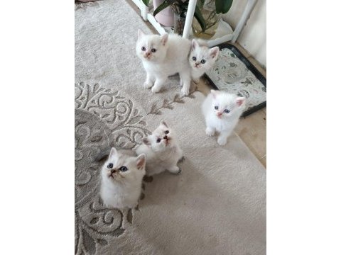 Safkan british shorthair yavrularımız