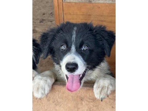 Türkiyede böylesi zor border collie yavrular