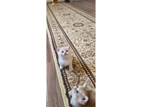 Sahiplendirme erkek kedimiz