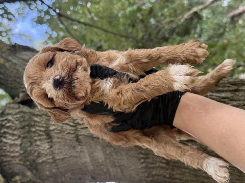 Maltipoo dişi erkek 